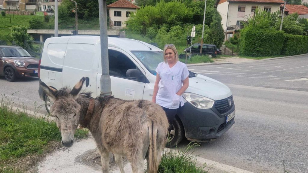 Magarac na cesti između Vogošće i Sarajeva: Veterinarka Sanela Kavazović spriječila nesreću