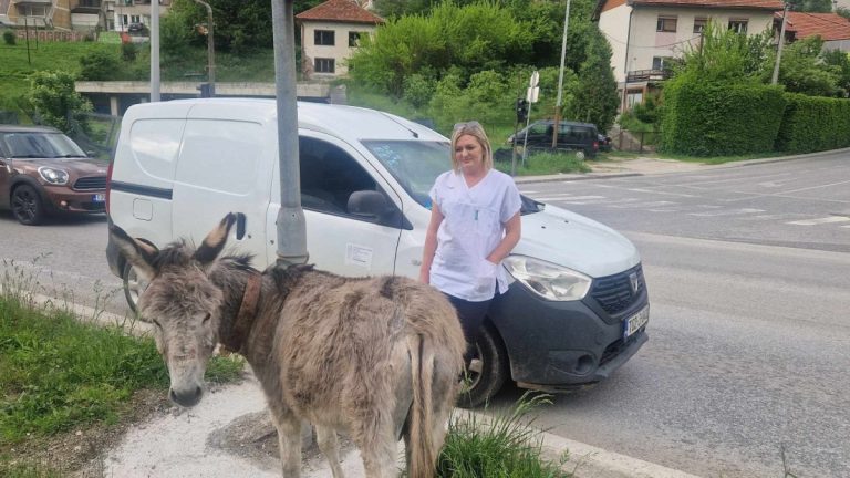 Magarac na cesti između Vogošće i Sarajeva: Veterinarka Sanela Kavazović spriječila nesreću