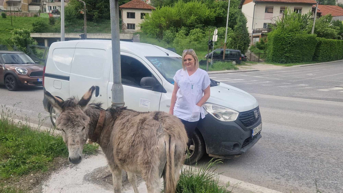 Magarac na cesti između Vogošće i Sarajeva: Veterinarka Sanela Kavazović spriječila nesreću