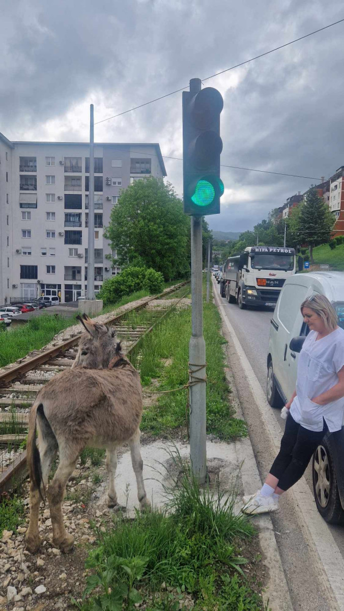 Magarac na cesti između Vogošće i Sarajeva: Veterinarka Sanela Kavazović spriječila nesreću