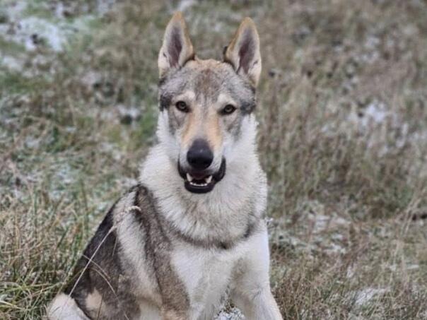 Ko pronađe ovog psa dobit će 10.000 eura, evo gdje je nestao