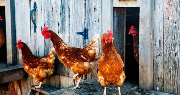 Ptičija gripa potvrđena na farmi u RS-u: Proglašeno zaraženo područje