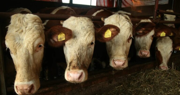 Fočak optužen zbog prijetnji sugrađaninu: “Čekat ću te s puškom i ubiti, nećeš zimu dočekati”