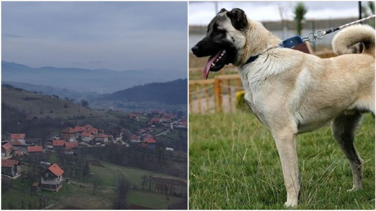 Stravično: Pas Kangal rastrgao muškarca kod Kaknja Stravično: Pas Kangal rastrgao muškarca kod Kaknja