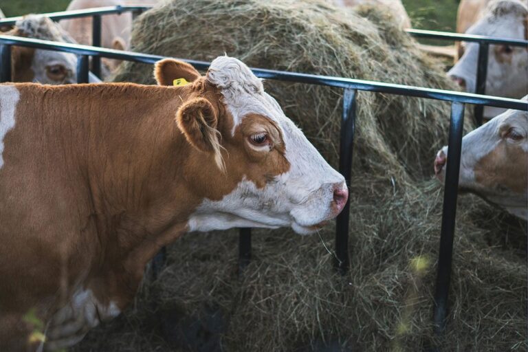Malo poznat mesni otpad vrijedi bogatstvo: Za 28 grama i do 5.000 eura