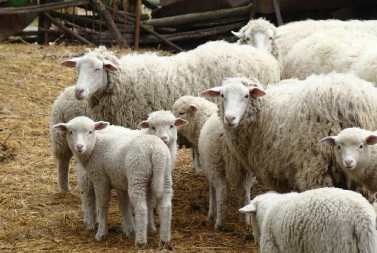 Čopor lutalica poharao selo: Dvadesetak ovaca zaklano Čopor lutalica poharao selo: Dvadesetak ovaca zaklano