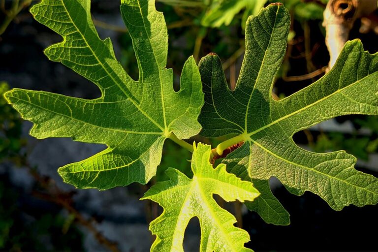 Ne sadite je blizu kuće: Ova voćka može napraviti ogromnu štetu