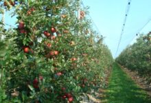 Namirnica koja za tren spušta šećer, treba je jesti što češće