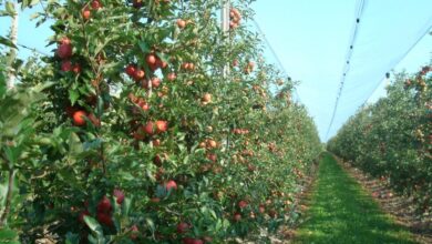 Namirnica koja za tren spušta šećer, treba je jesti što češće