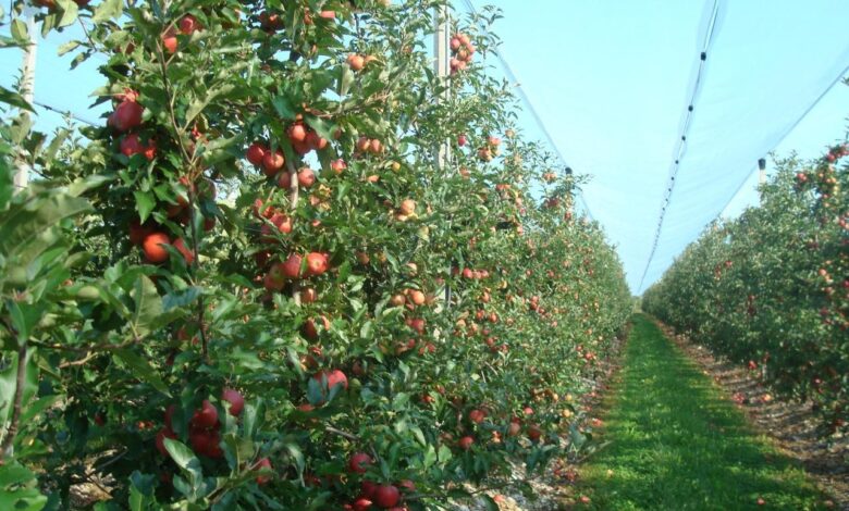 Namirnica koja za tren spušta šećer, treba je jesti što češće