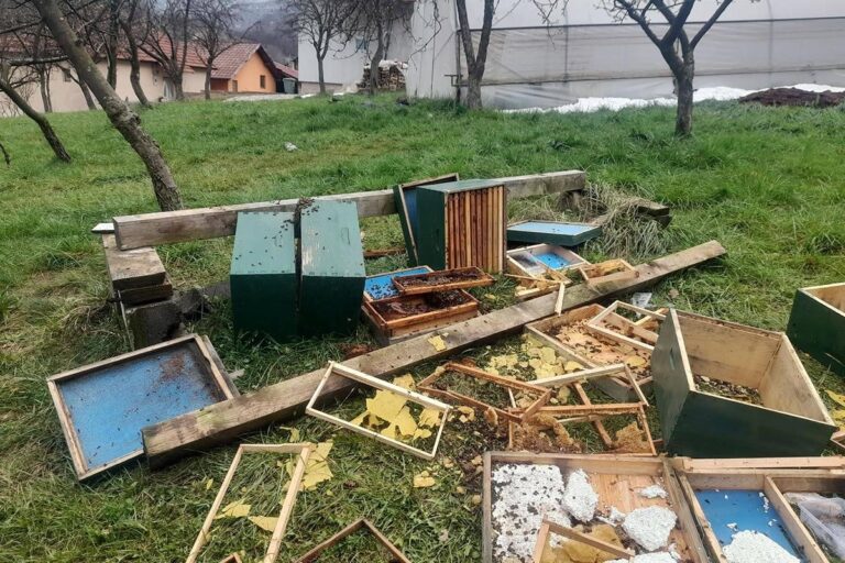 Medvjed napravio haos u BiH: Uništen pčelinjak i košnice (FOTO, VIDEO)