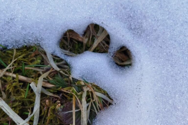 Medvjedica sa mladima sišla u Sarajevo: "Ne bacajte hranu"