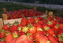 Domaćin iz Živinica oduševio BiH: Jagode prodaje za 1 KM