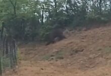 Video / Nevjerovatni prizori iz okoline Bugojna: Medvjed šetao tik uz kuće