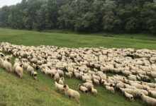 Inspekcija KS upozorila građane: Na ovo obratite pažnju pri kupovini kurbana