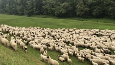 Inspekcija KS upozorila građane: Na ovo obratite pažnju pri kupovini kurbana