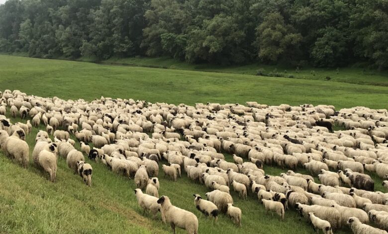 Inspekcija KS upozorila građane: Na ovo obratite pažnju pri kupovini kurbana