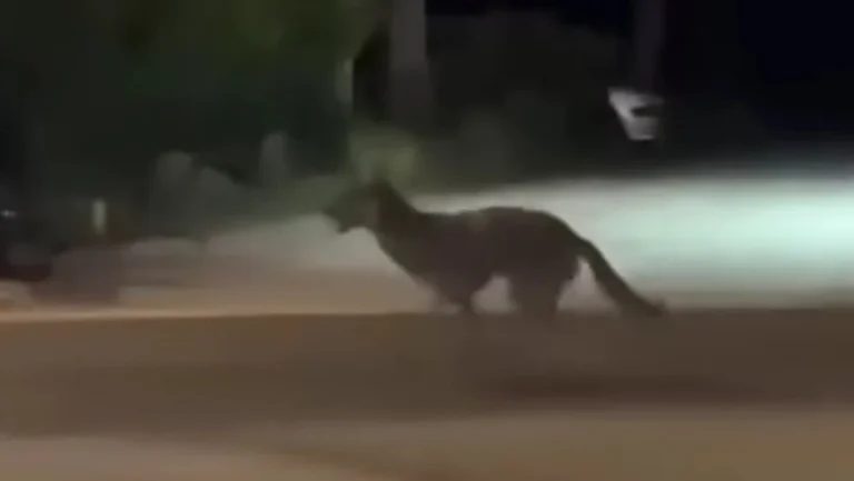 (VIDEO) VUK NA ULICAMA HRVATSKE OPĆINE: Pogledajte scene koje su uznemirile građane